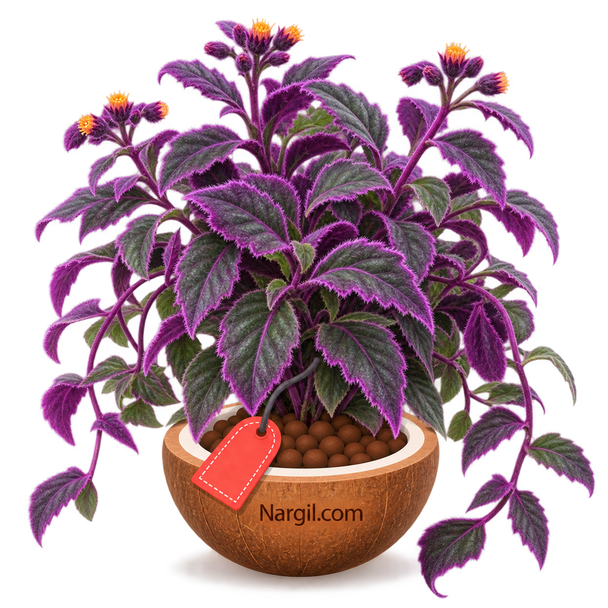 Nargil_Gynura procumbens